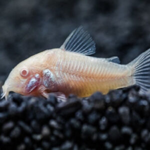 ALBINO CORY