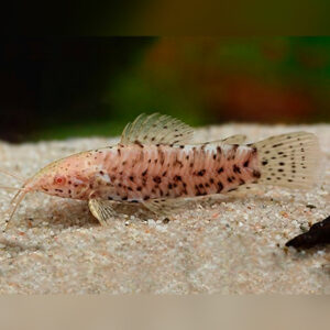 ALBINO HOPLO