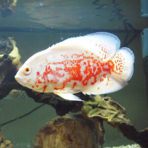 ALBINO OSCAR