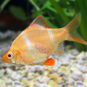 Albino Tiger Barbs