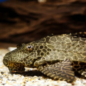 ALGAE EATER