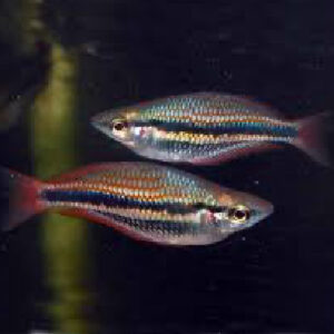 BANDED RAINBOW DWARF