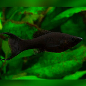 BLACK LYRETAIL MOLLY