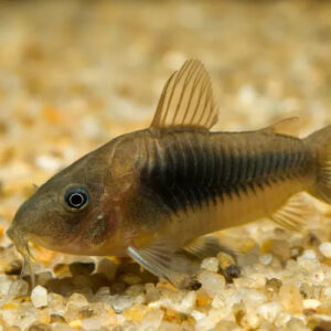 BRONZE CORY