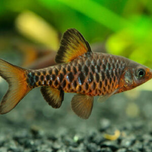 CHECKERED BARB