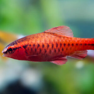 CHERRY BARB