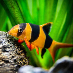 CLOWN LOACH