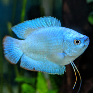 DWARF BLUE GOURAMI