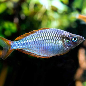 DWARF RAINBOW FISH