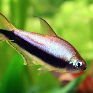 EMPEROR TETRA