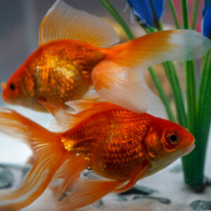FANTAIL