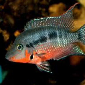 FIREMOUTH