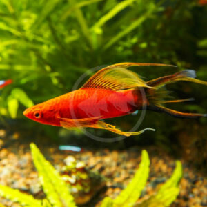 HYPHEN SWORDTAILS