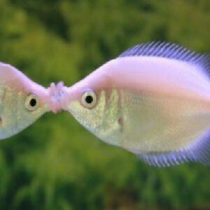 KISSING GOURAMI