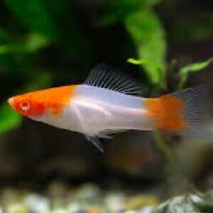 KOI SWORDTAILS