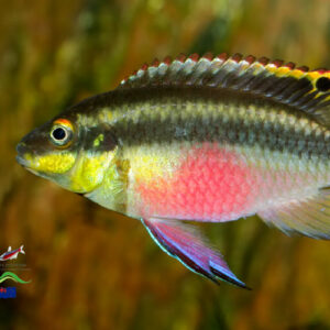 KRIBENSIS