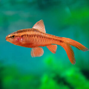 Longfin Cherry Barbs