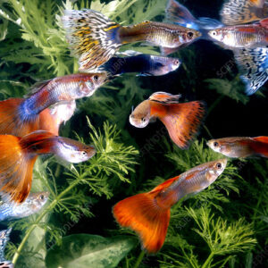 MIXED GUPPIES (M)