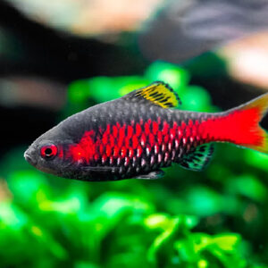 ODESSA BARBS