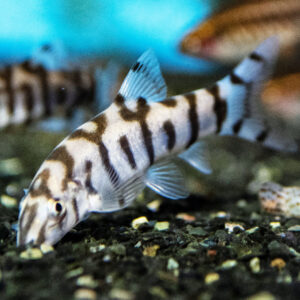 PAKISTANI LOACH