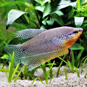 PEARL GOURAMI