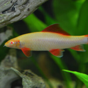 ALBINO SHARK