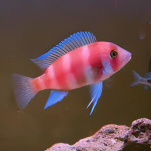 FRONTOSA RED