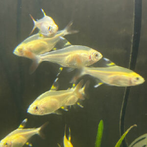 X-RAY YELLOW TETRA